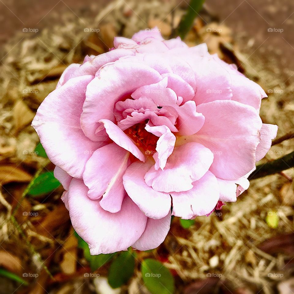 🌹 🇺🇸 Very beautiful flowers to brighten our day.  Live nature and its beauty. Did you like the delicate petals? / 🇧🇷 Flores muito bonitas para alegrar nosso dia. Viva a natureza e sua beleza. Gostaram das pétalas delicadas? 