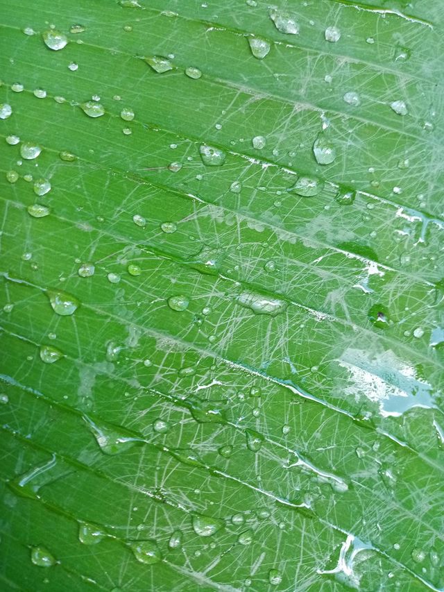 The green
