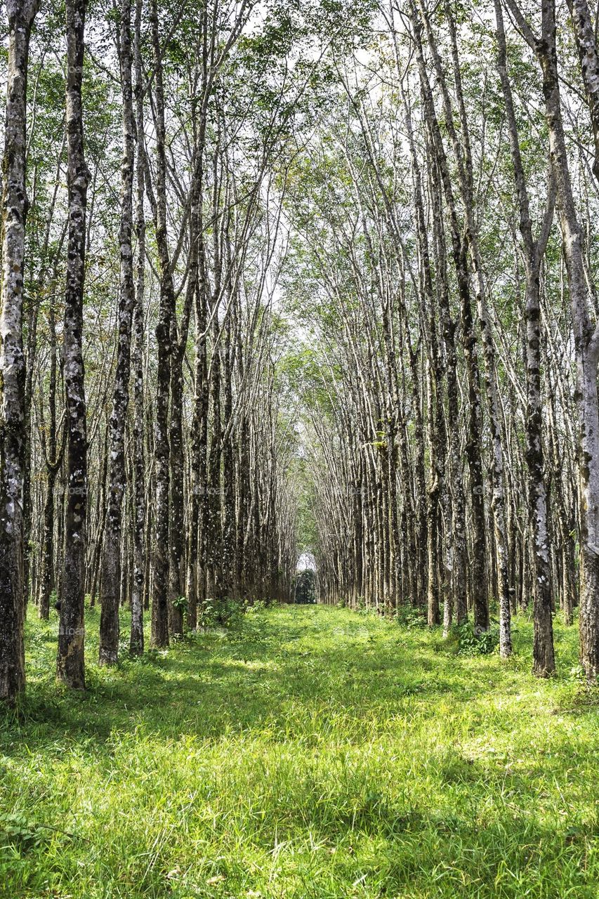 Rows of rubber tree
