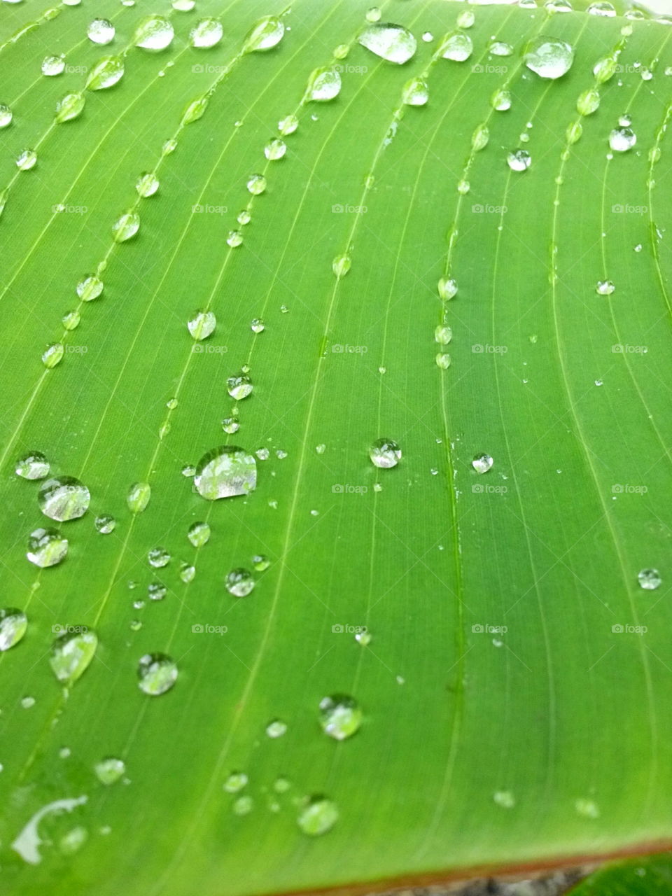 Dew on the leaf