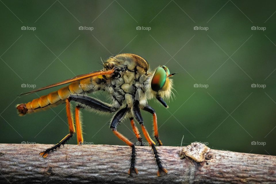 Favorites Insect on Macro is Rainbow Robberfly