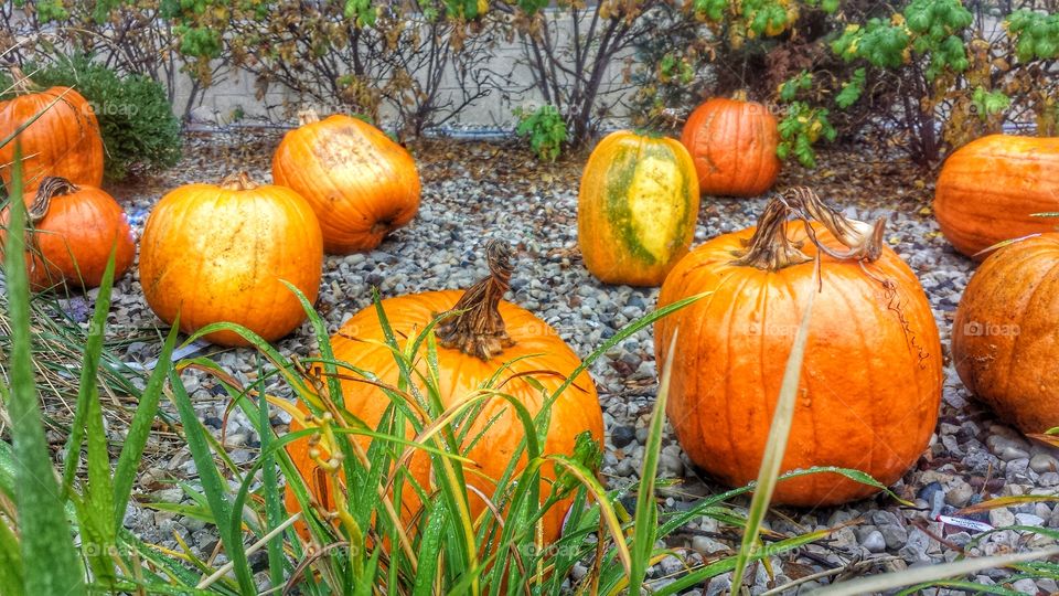 Halloween Season. Pumpkins After Rain