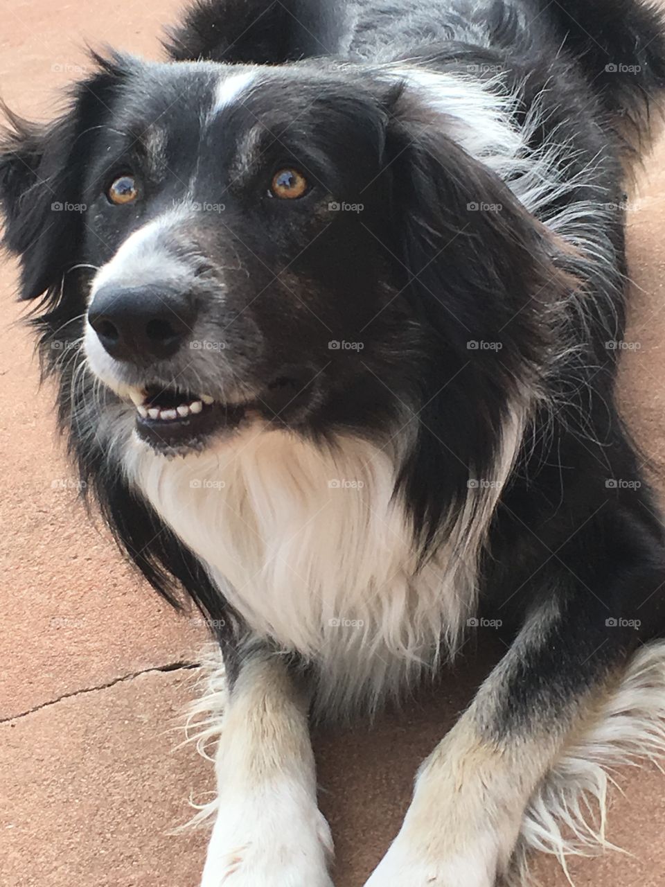 Border collie sheepdog with a lopsided grin