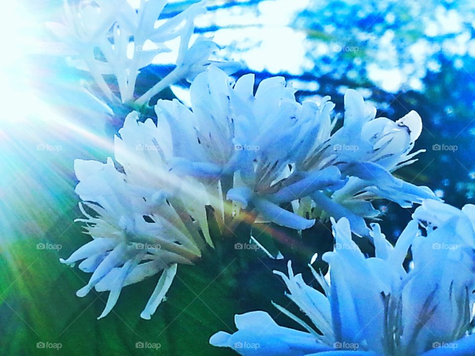 sun rays. bean flower
