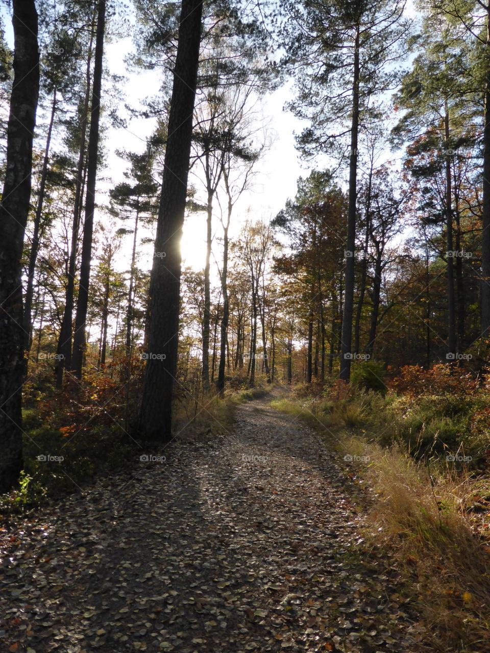 Fall forest in Sweden.