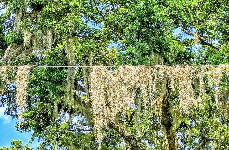 Spanish Moss on wire