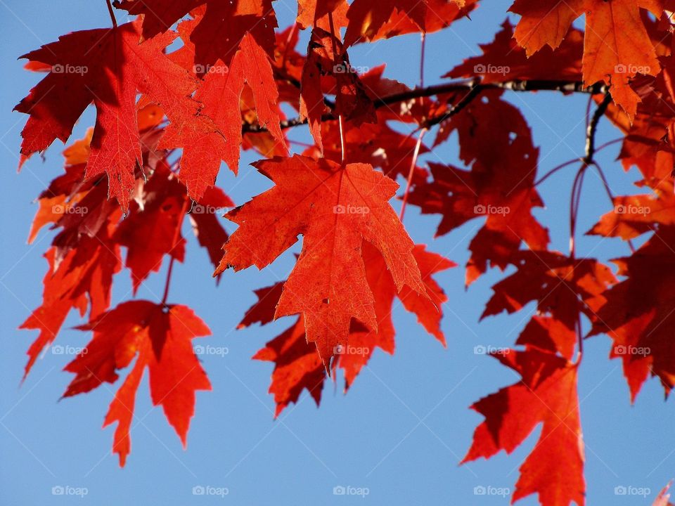 Low angle view of autumn leaves