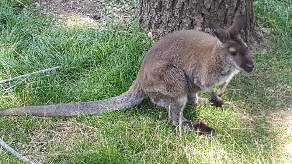 kangaroo