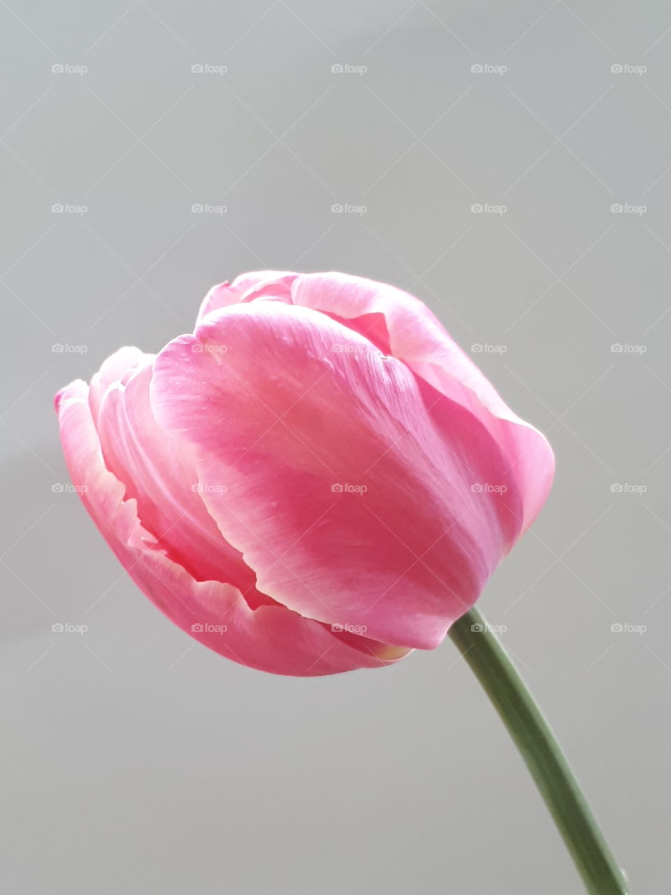 rosa Tulpenbluete mit grauem Hintergrund
