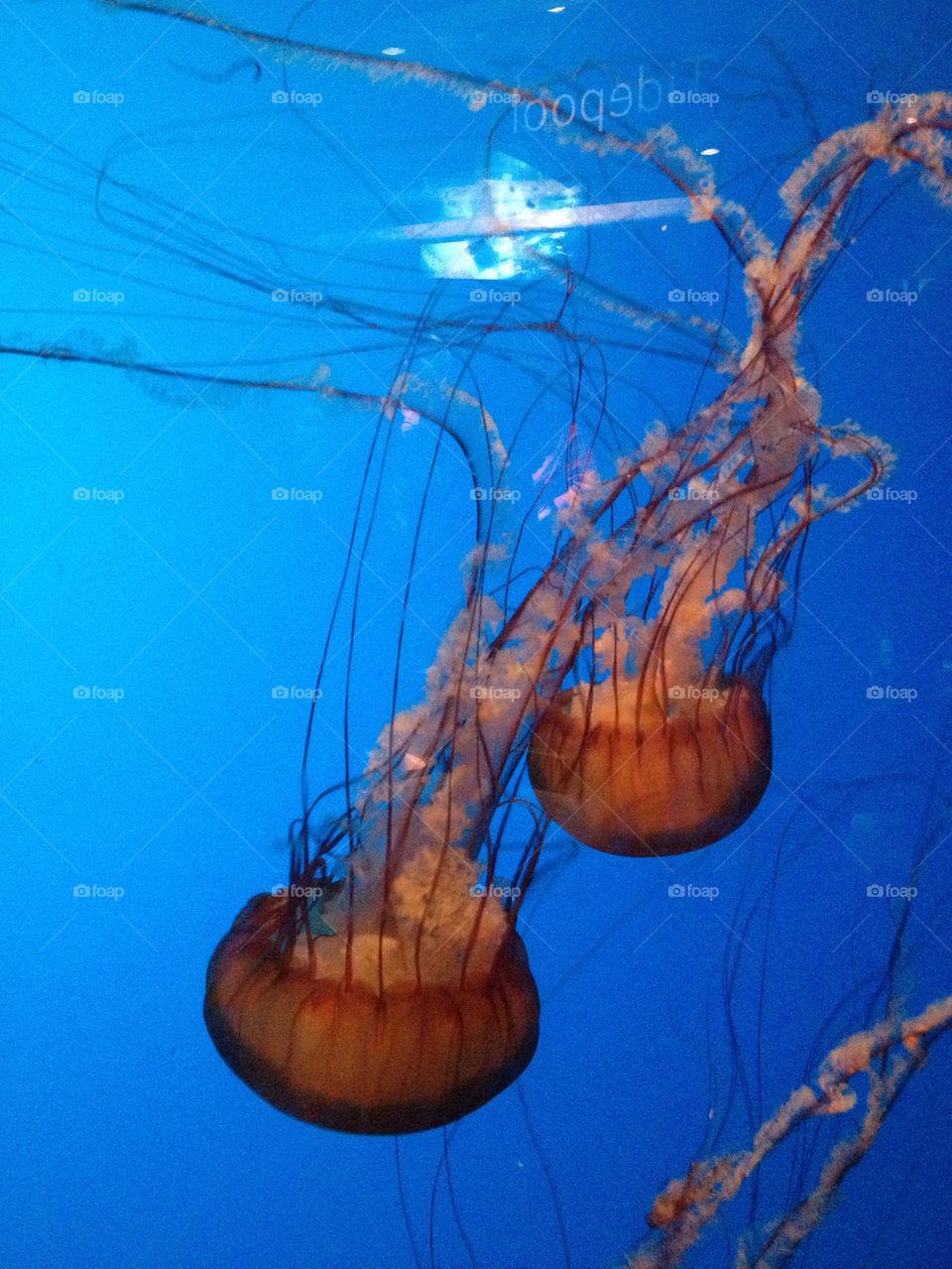 Jellyfish dive