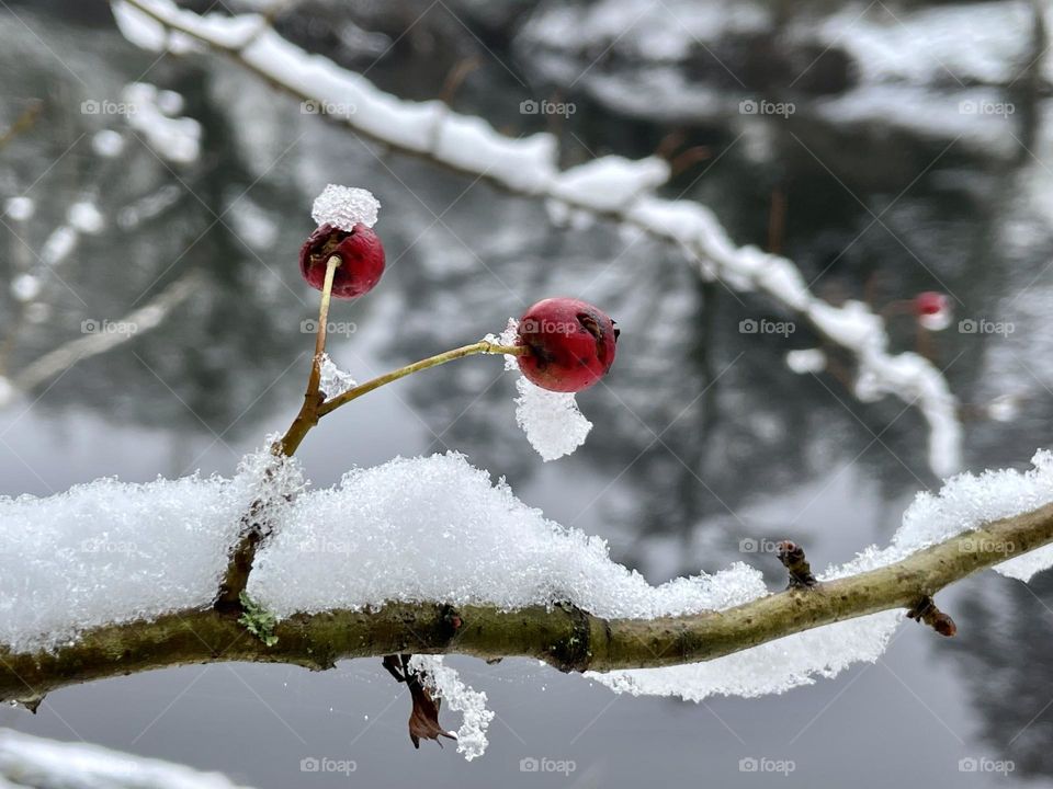 Pretty berries on overnight snow 