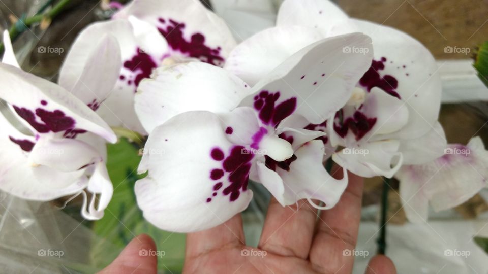 Orquídeas mescladas