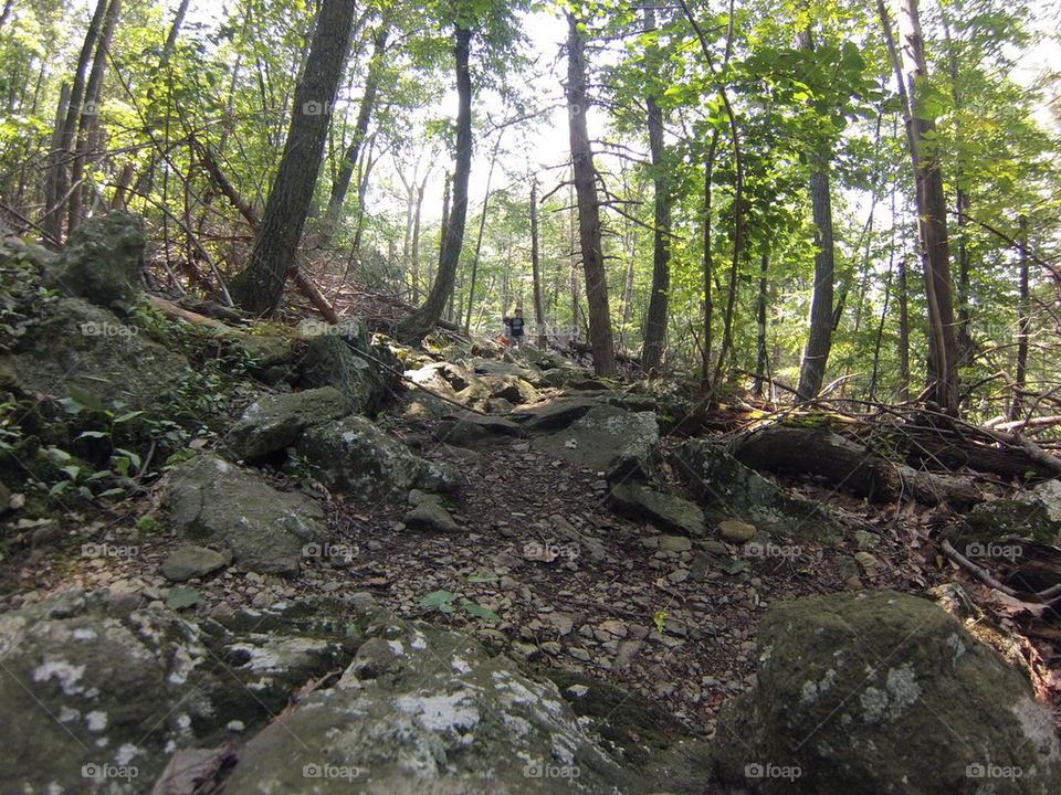 wooded area with rocks