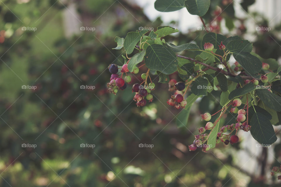 Backyard Berries