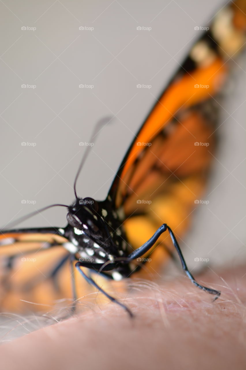 Insect, Butterfly, No Person, Invertebrate, Wildlife
