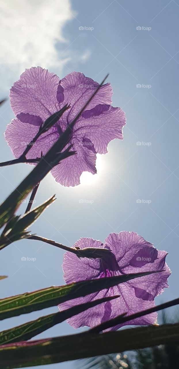 beautiful Purple flower with great splendor, blue sky and bright sun