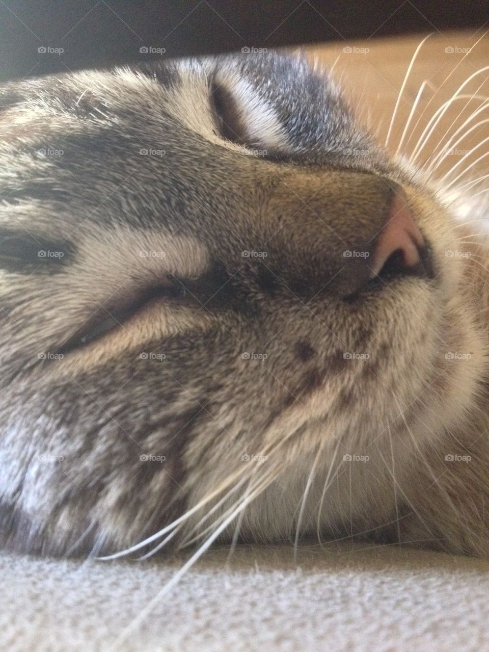 Cat close up