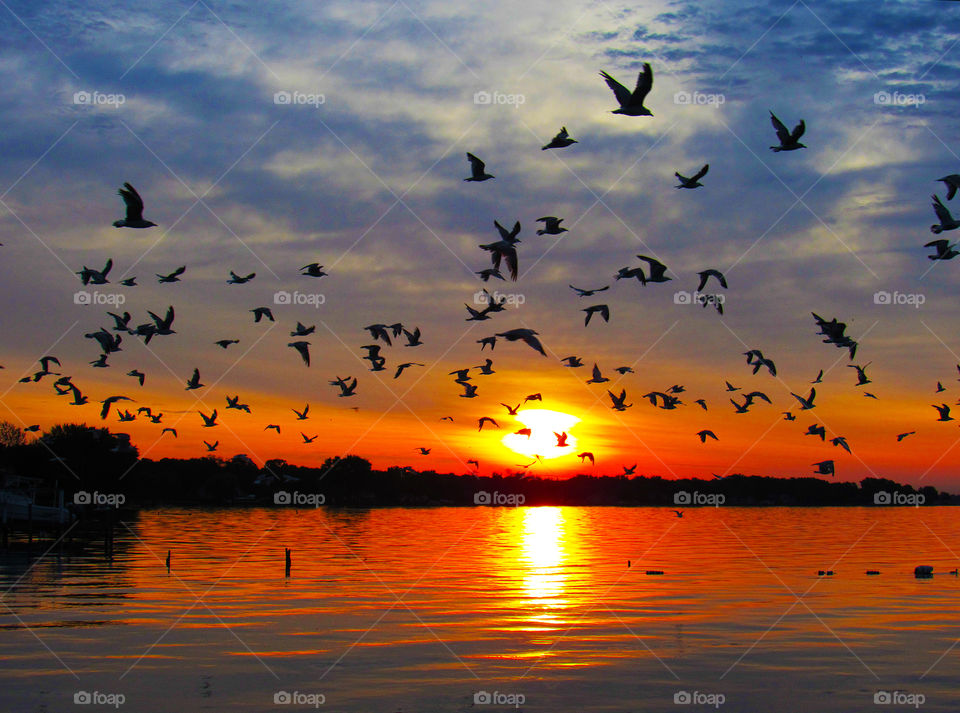 The Birds. birds on the lake