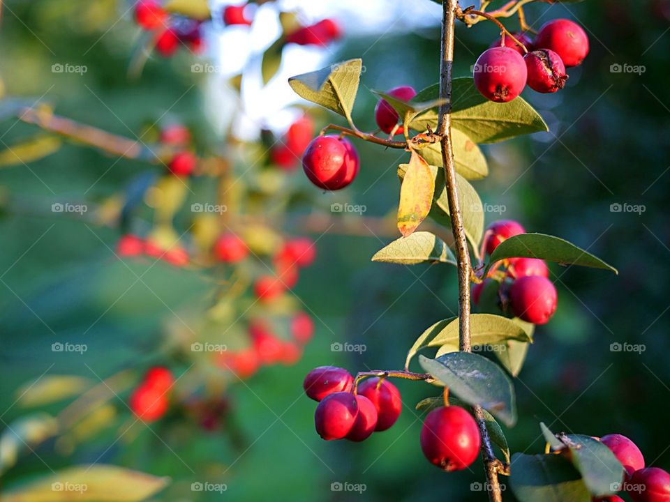 Red berries growing on tree