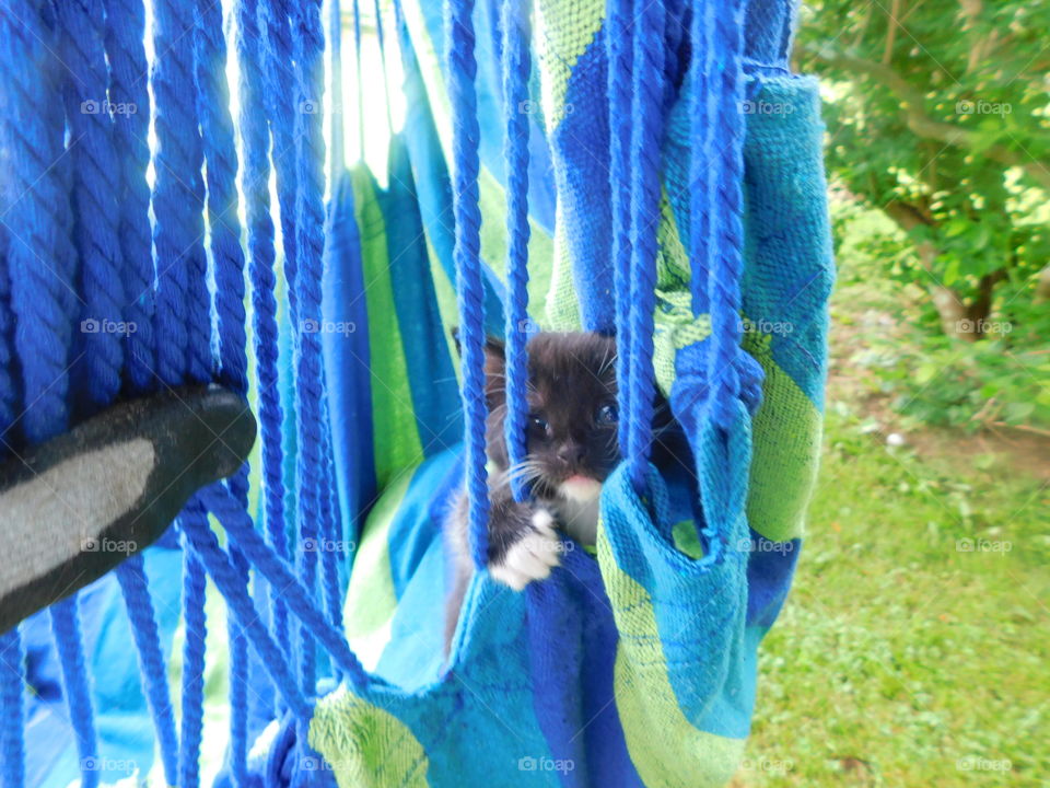 Small Black & White Kitten