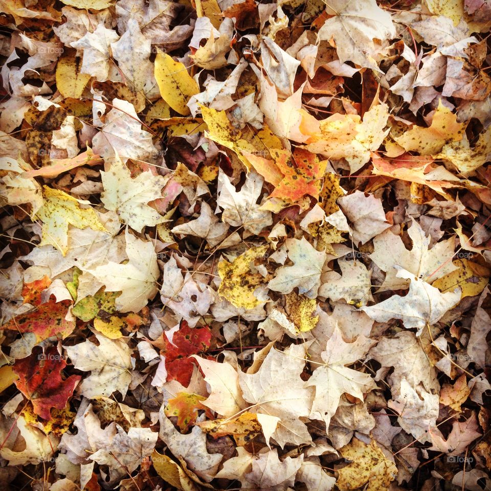Fall, Sea of Leaves, Leaves