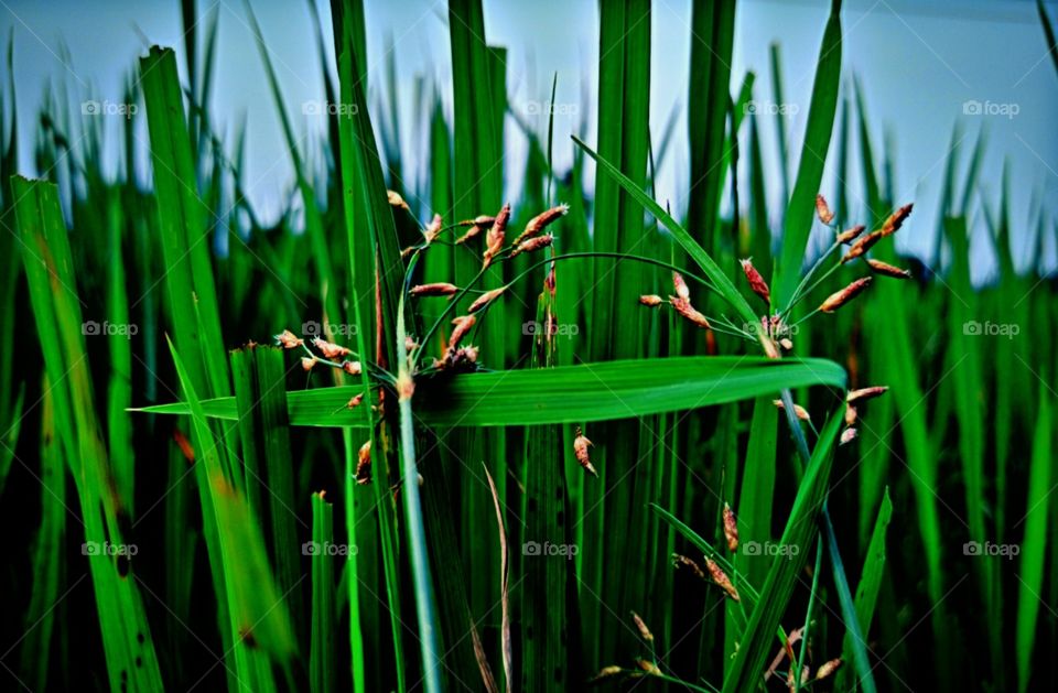 Paddies are on its way... During this time the fields look different and greeny gorgeous.