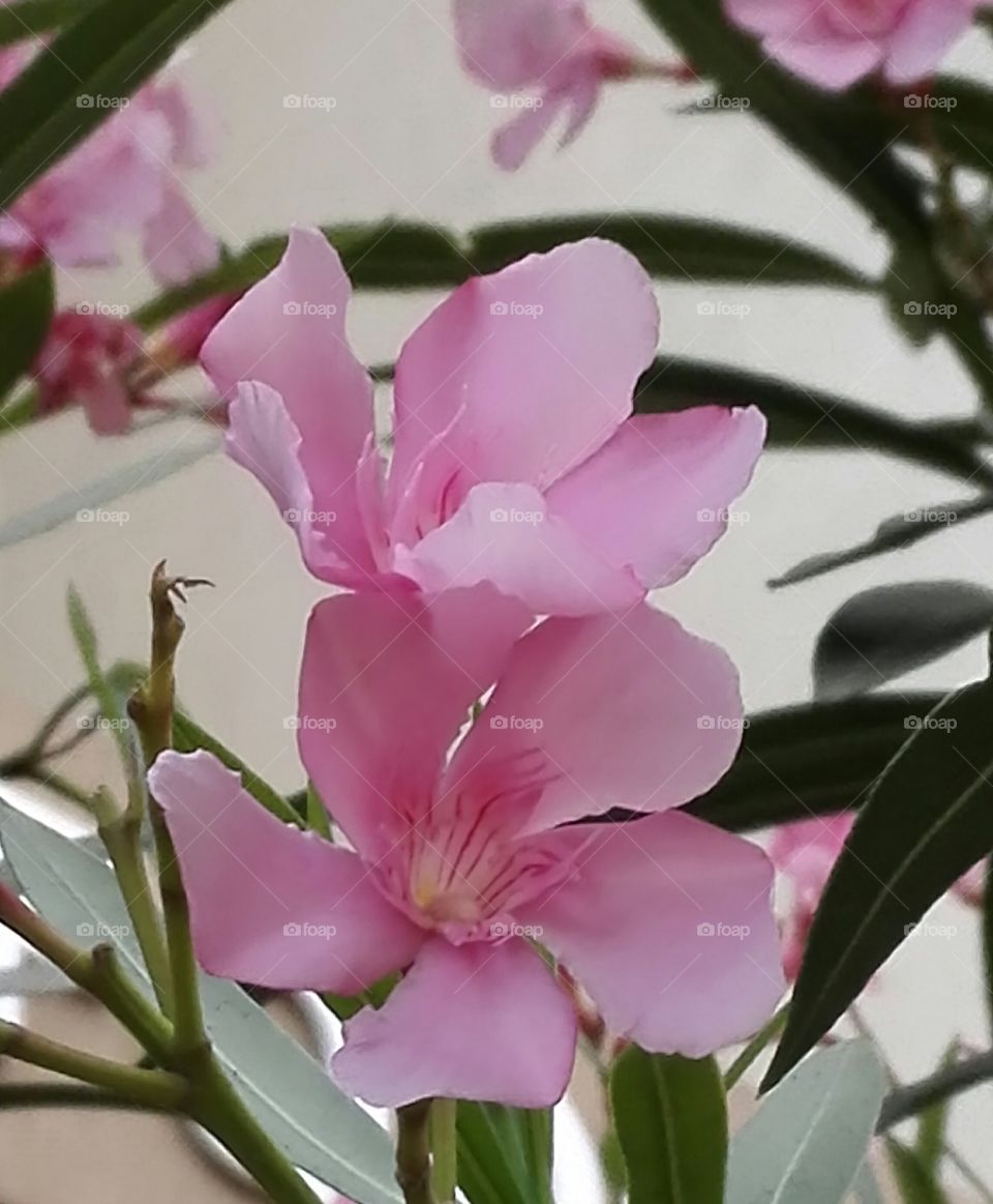 Pink arali flower
