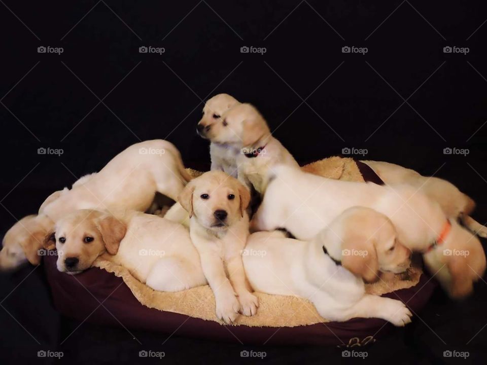 Puppies