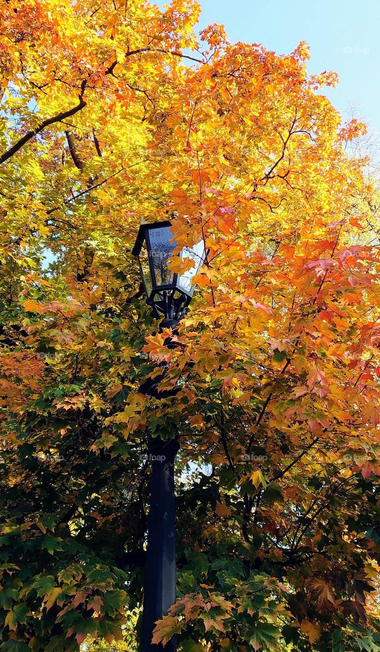 Park time 🍁 Autumn mood 🍁 Maple 🍁