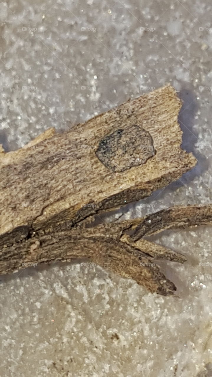 Piece of Wood on Rock