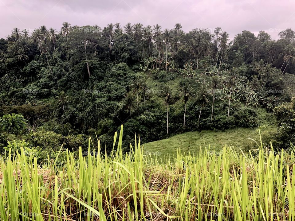 Campuhan Ridge landscape. Trees in background, grass in foreground. Rainy day. Ubud, Bali. 2018.