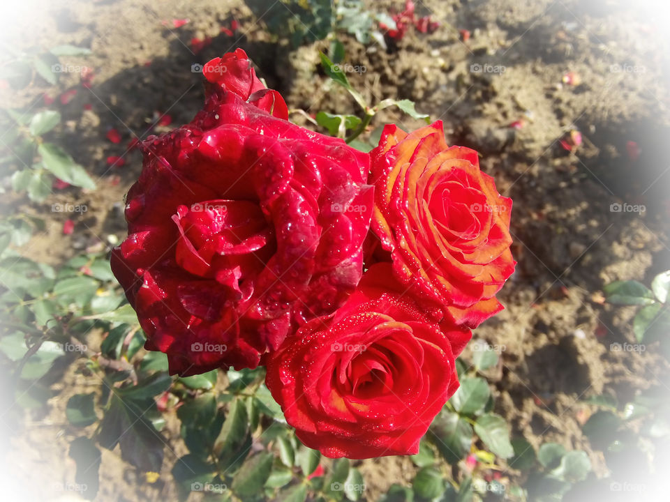 red roses in garden