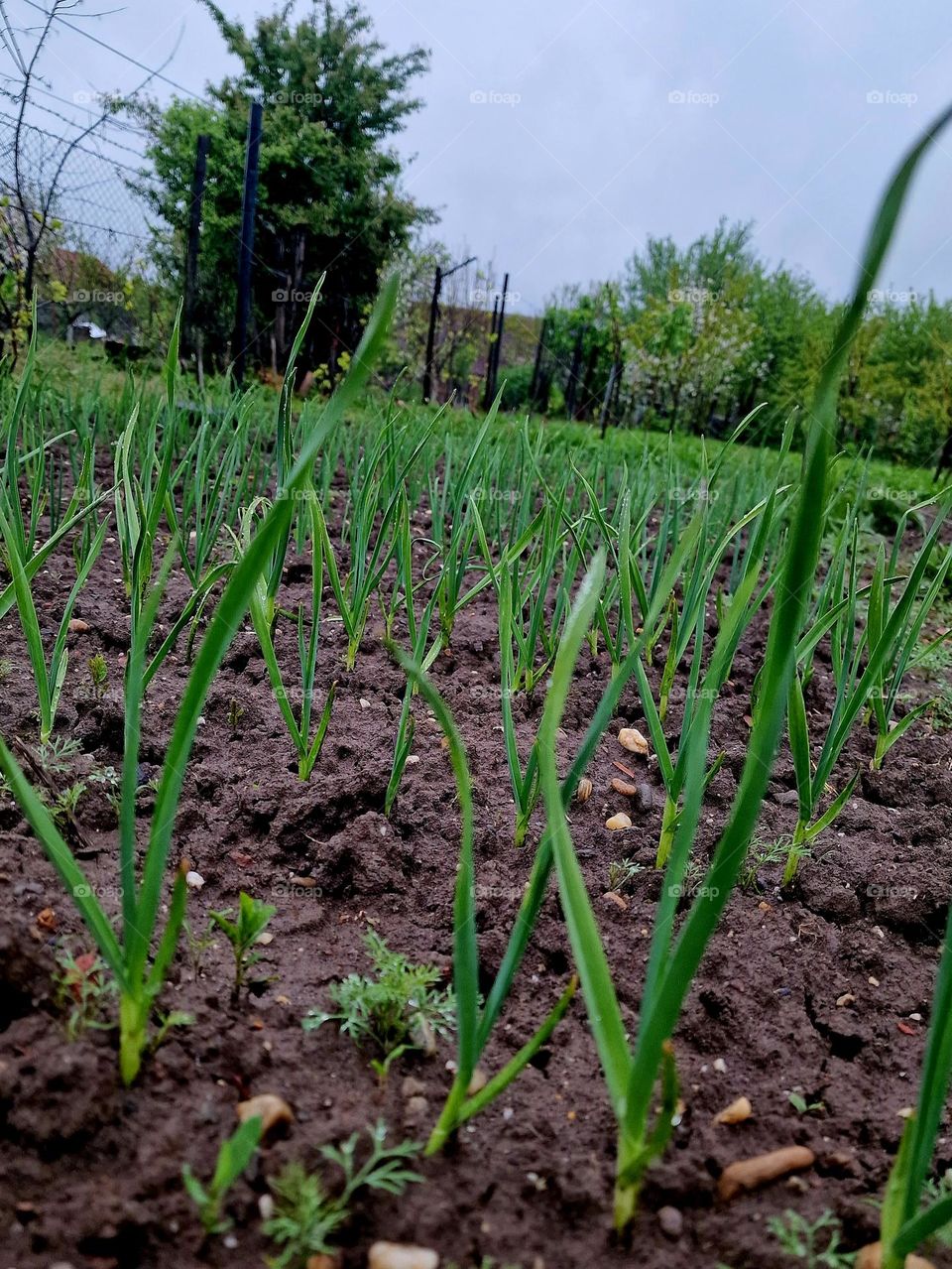 green garlic