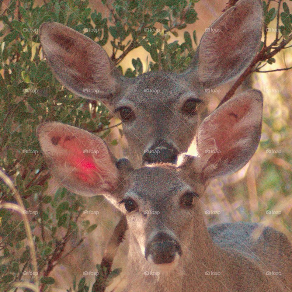 2 mule deer dawn cute mom daughter gazing