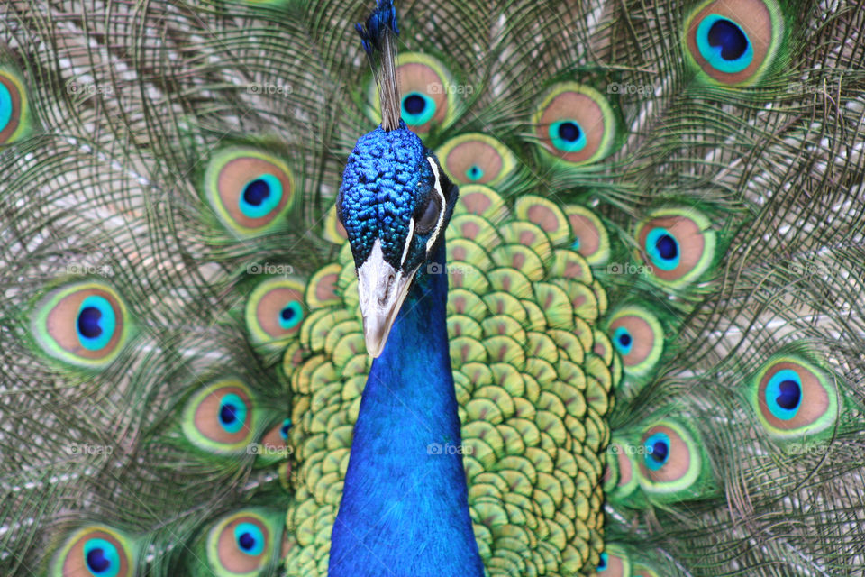 Peacock at the Zoo
