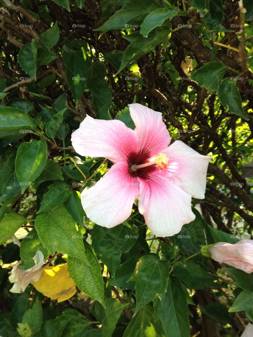 Hibiscus