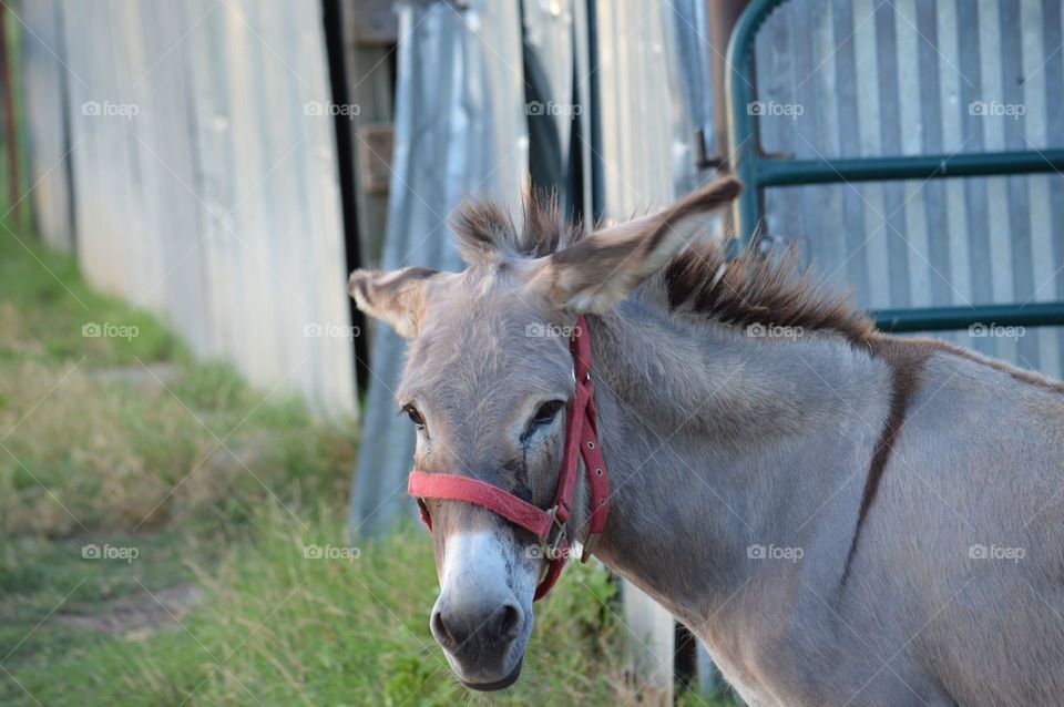 Close-up of a donkey