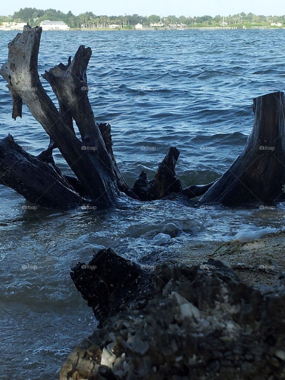 Driftwood at Sebastian Inlet