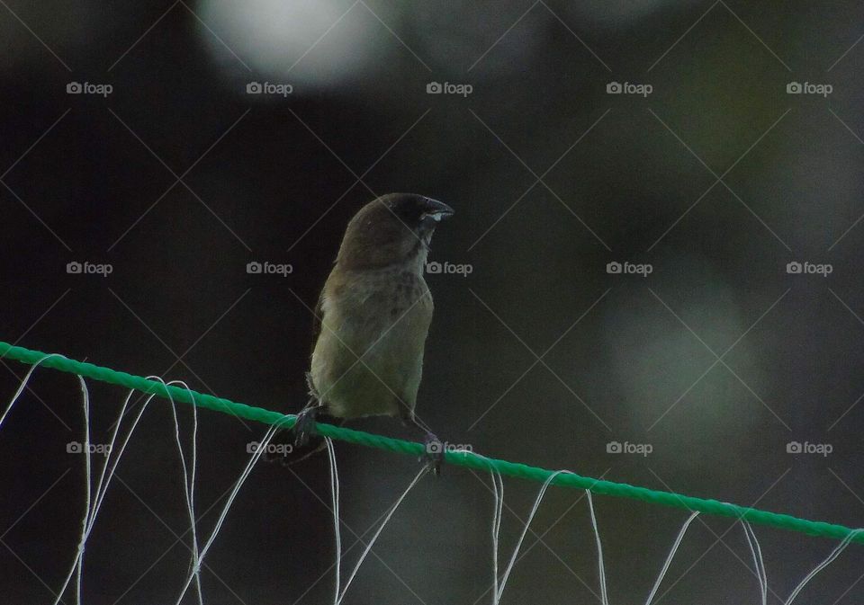 Javan munia juvenil. Individu one captured whom keep the distance with others. Hundred's bird visit the ricefield as seasonable of time to harvest in a cultural method of region .