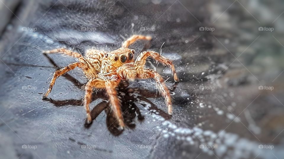The eyes of spider