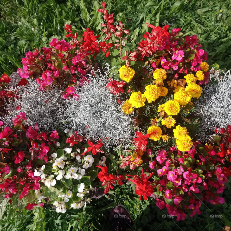 flowers