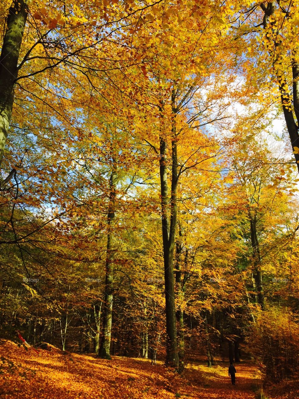 Scenic view of forest during autumn