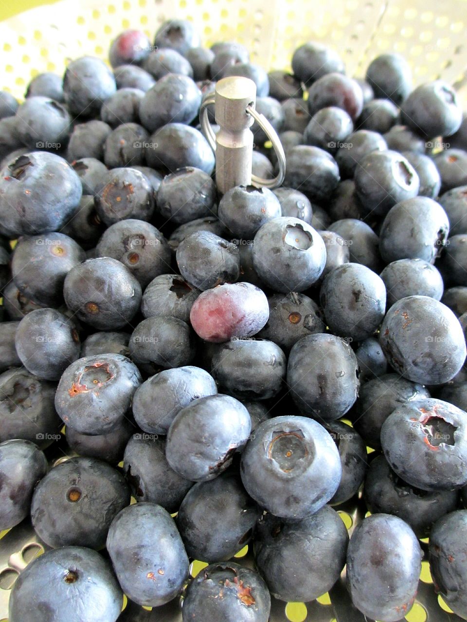 closeup of Blueberries