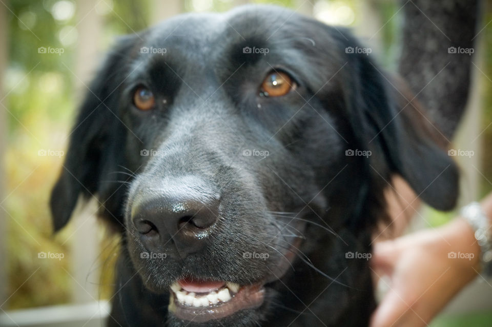 dog animal pet labrador by bushler14