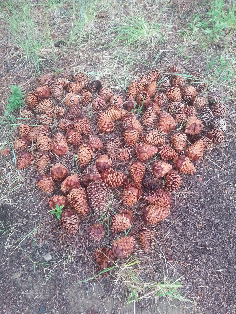 heart of cones