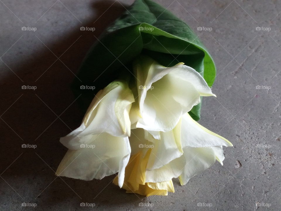 beautiful flowers image