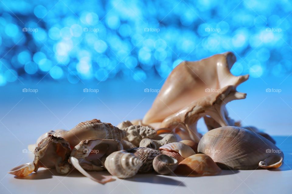 sea ​​shells