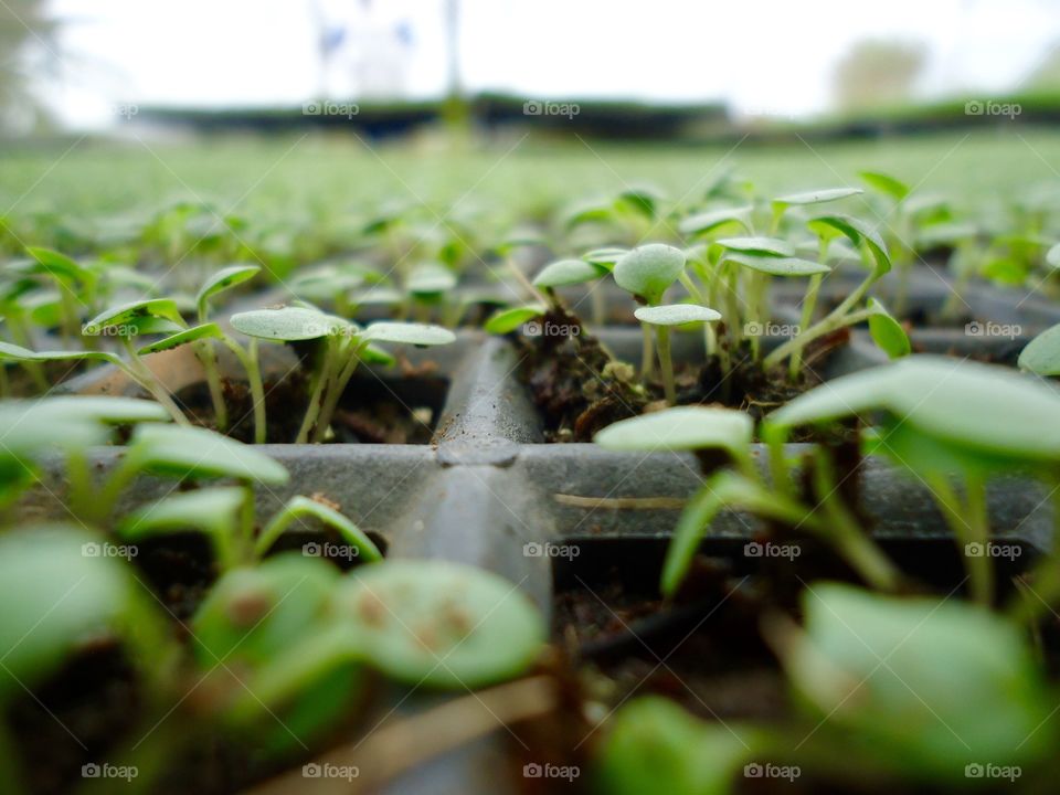 Vegetable Garden