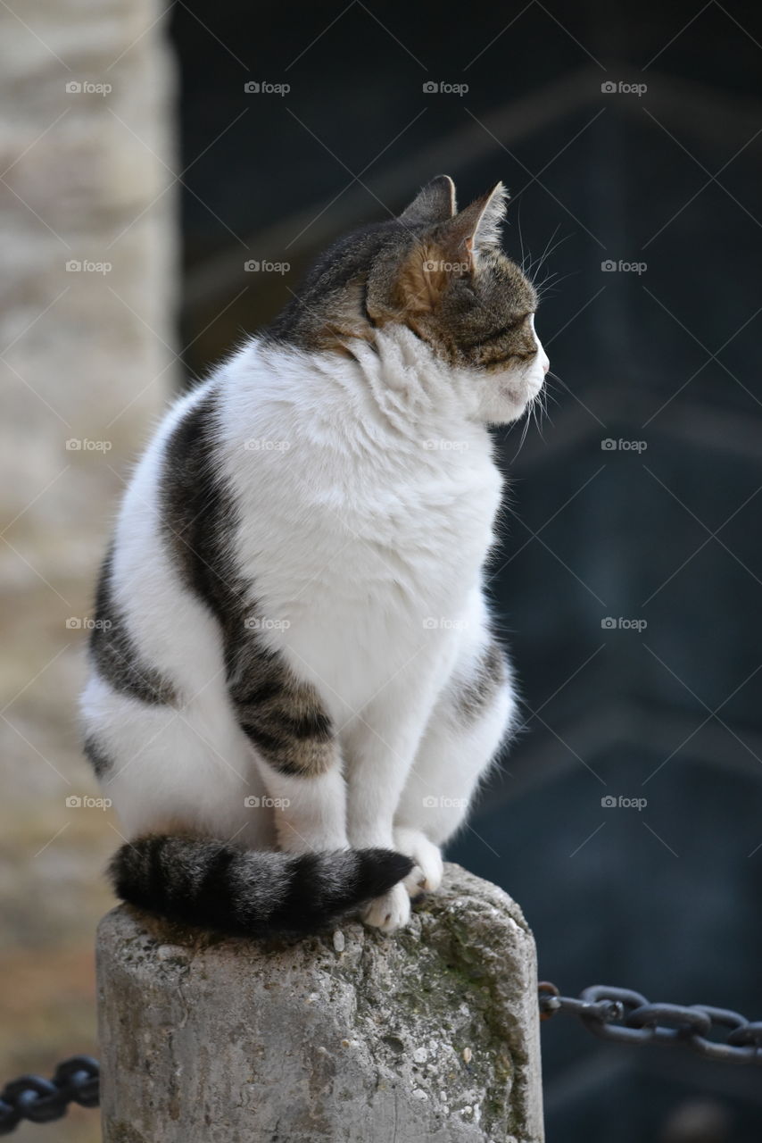 Grottammare, Italy, view over a cat of a famous cats colony