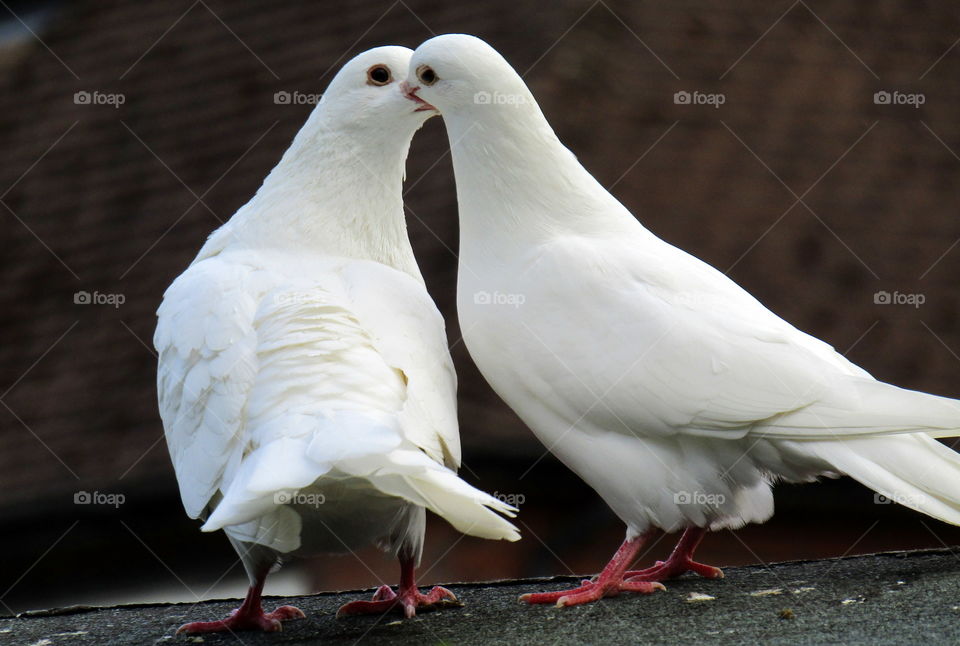 Kissing Doves
